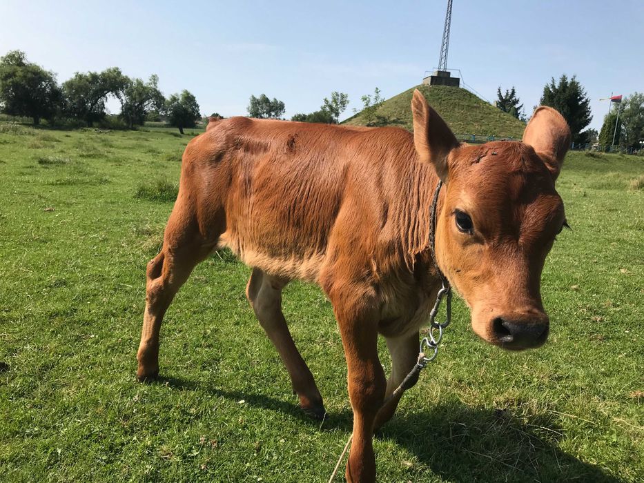 Продам теличку Марту