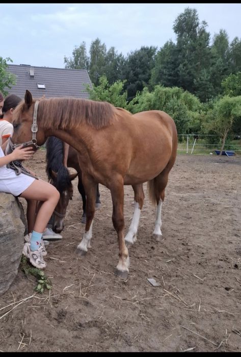 sprzedam roczną klacz