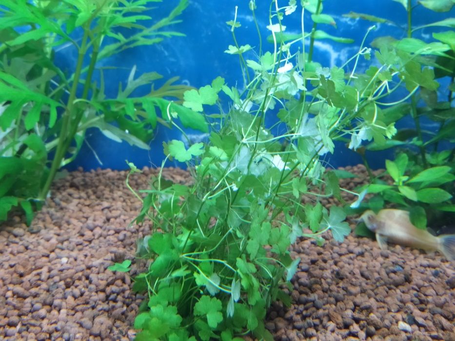 Hydrocotyle tripartita japan