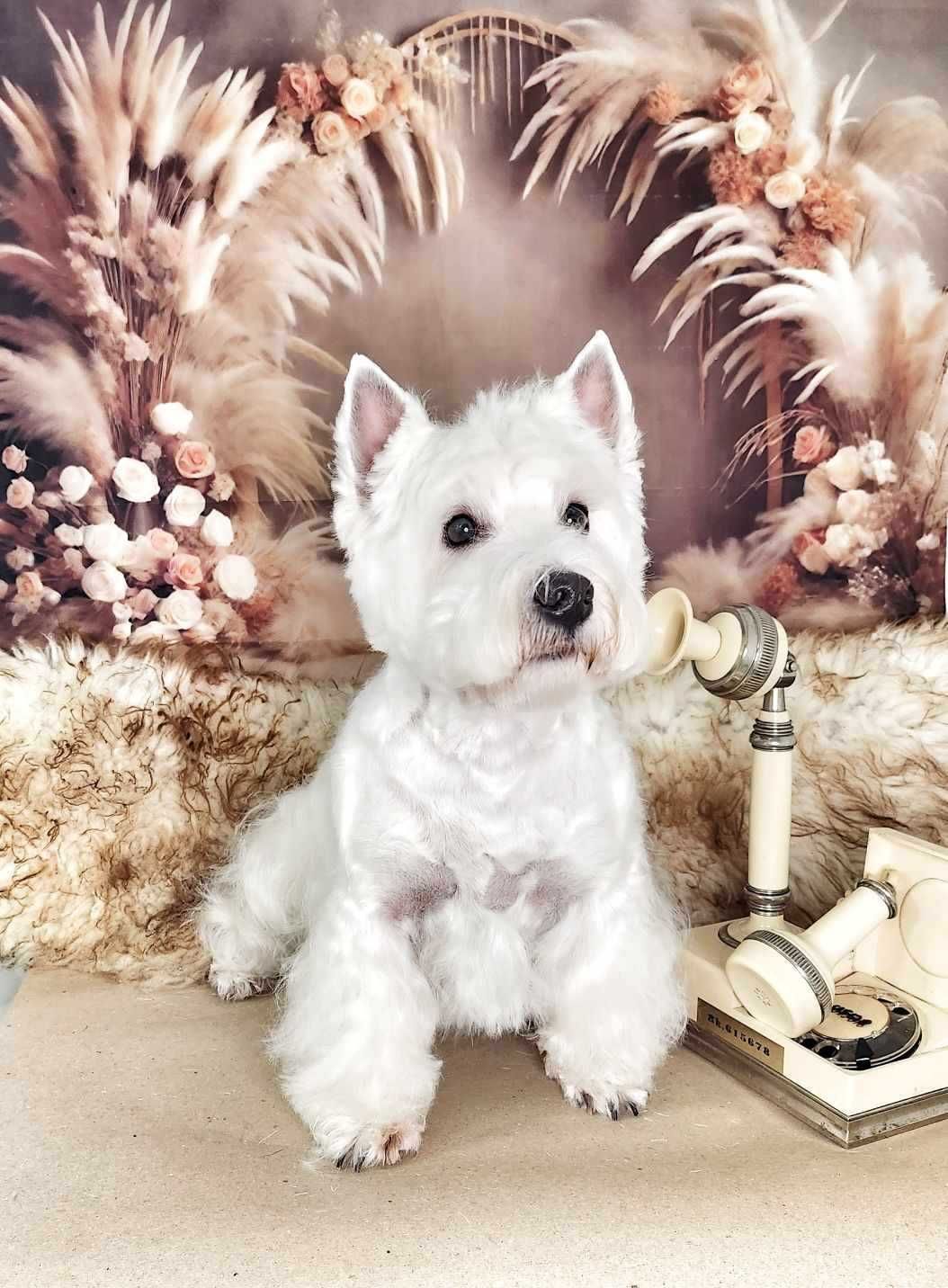 Szczeniaczek -suczka - West Highland White Terrier FCI