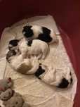 Piekne male shih tzu