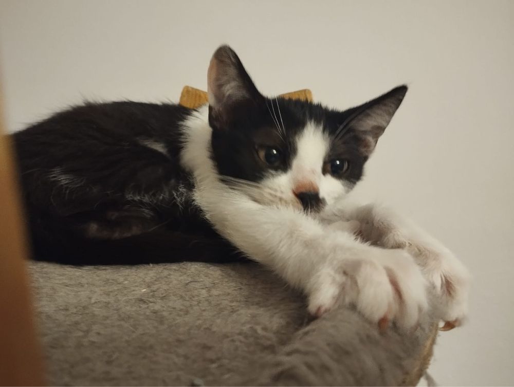 Malutka kotka Gapa do adopcji