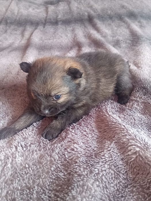 Spitz alemã anã sable