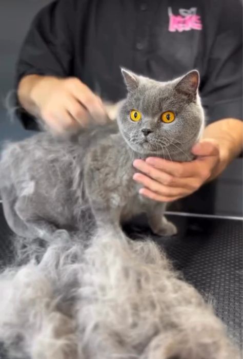 Експрес линька для котів | Грумінг Лівобережна