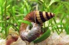Caracóis Helena, nascidos e cirados nos meus aquários