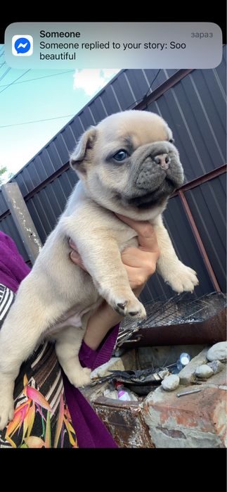 Французький круасанчик lilac fawn