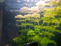 Limnophila sessiliflora Limnofilia bezszypułkowa roślina do akwarium