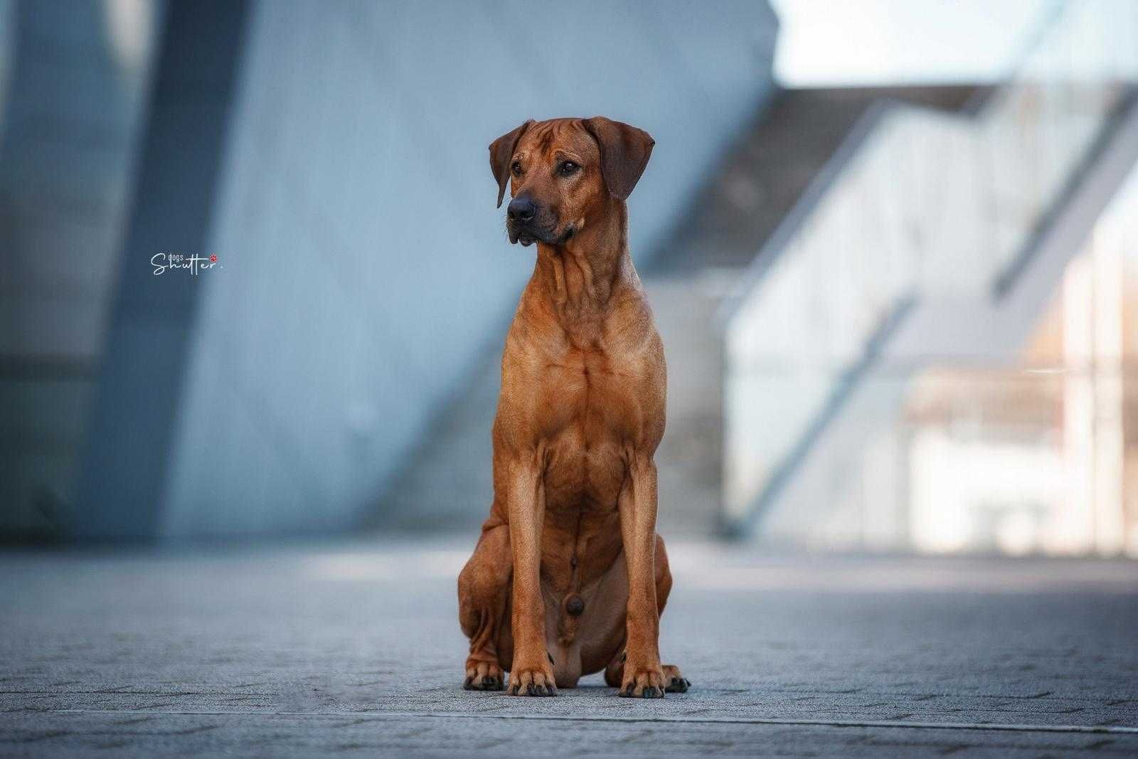 Rhodesian Ridgeback ZKwP/FCI