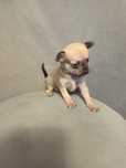 Szczeniaczki chihuahua