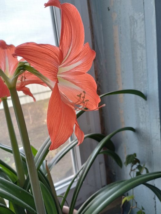 Продам Сіно нетюковане