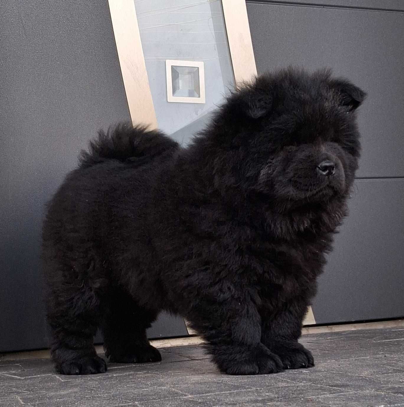 Chow chow szczeniak