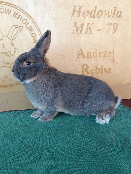 Króliki Wiedeński Niebiesko-Szary