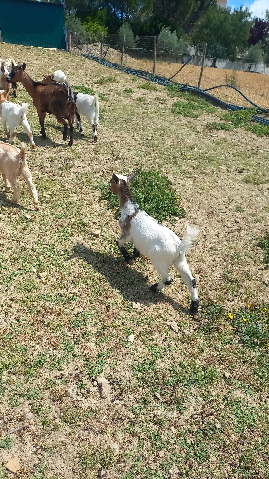 Cabras  anas e microanas