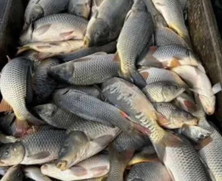 Продам живу рибу оптом і в роздріб