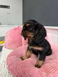 Urocza suczka Ayla Cavalier King Charles Spaniel FCI