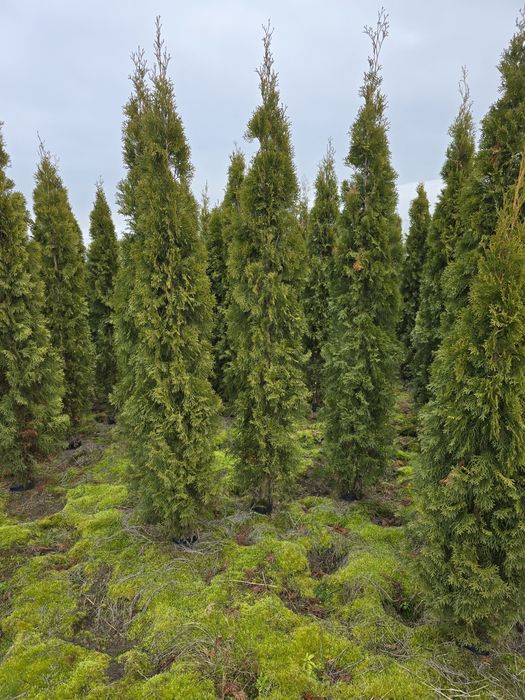 Tuja Smaragd 200-250 cm tuje promocja gorzów wielkopols