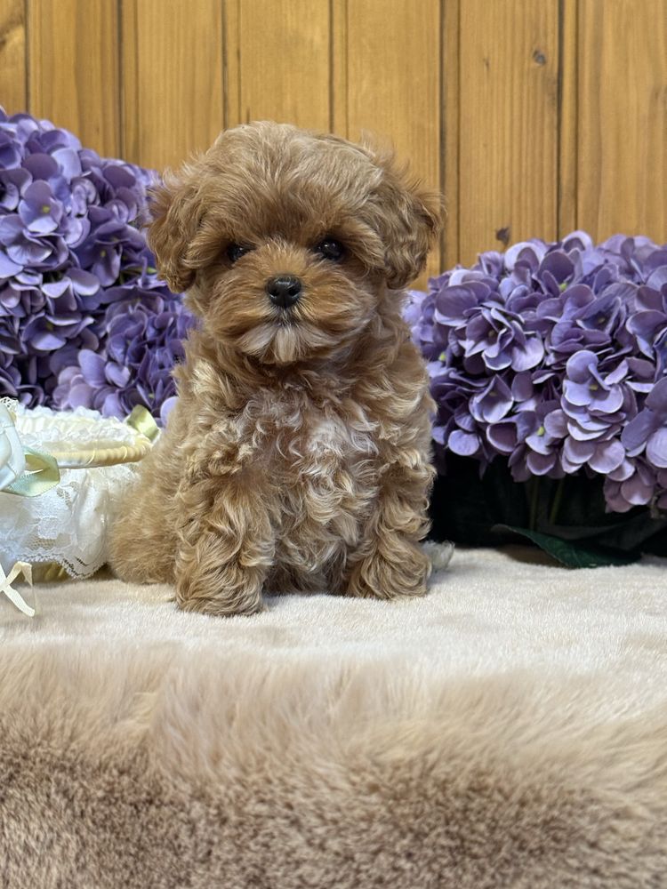 Мальтипу, maltipoo, кукольные мини девочки.