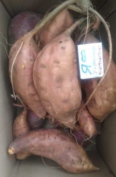 Продам батат.250 гр. кілограм. Від 10 кг.-200гр.