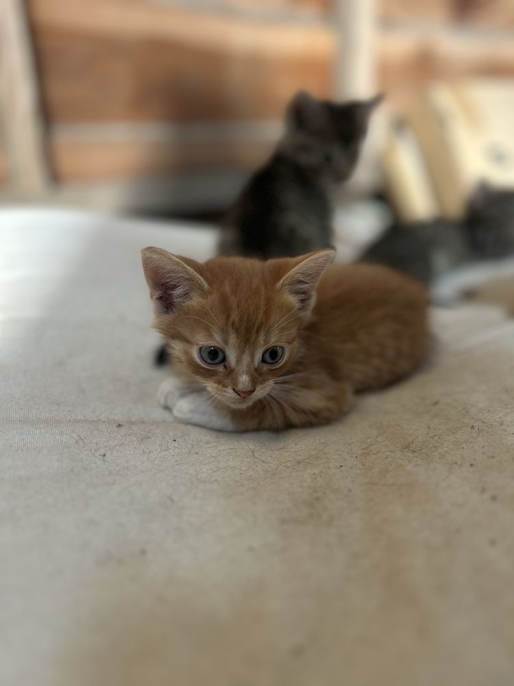 Kotki do adopcji