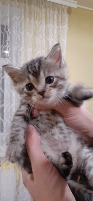 Віддам кошенят у добрі руки.