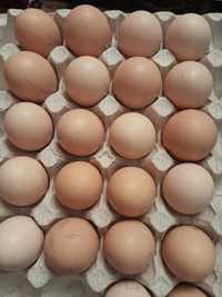 Інкубаційне яйце курей породи Віандот