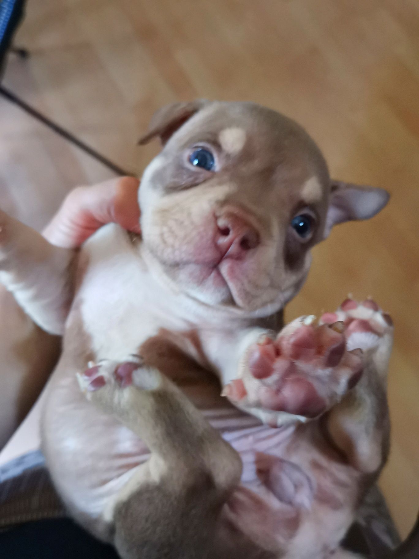 American Bully suczka czekoladowa