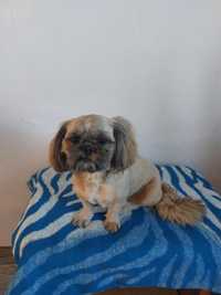 Sprzedam pieska shih tzu z rodowodem