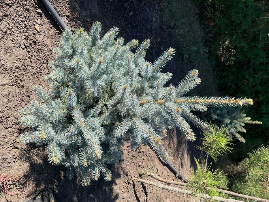 Ель с комом (1.5 м)