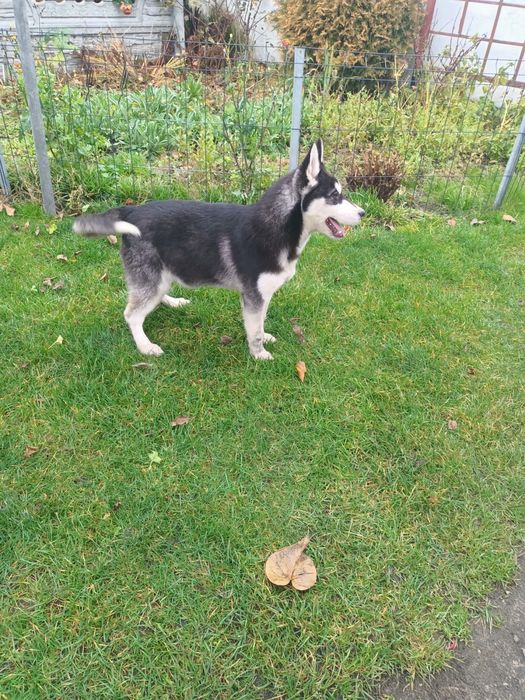 Syberian Husky - Piesek