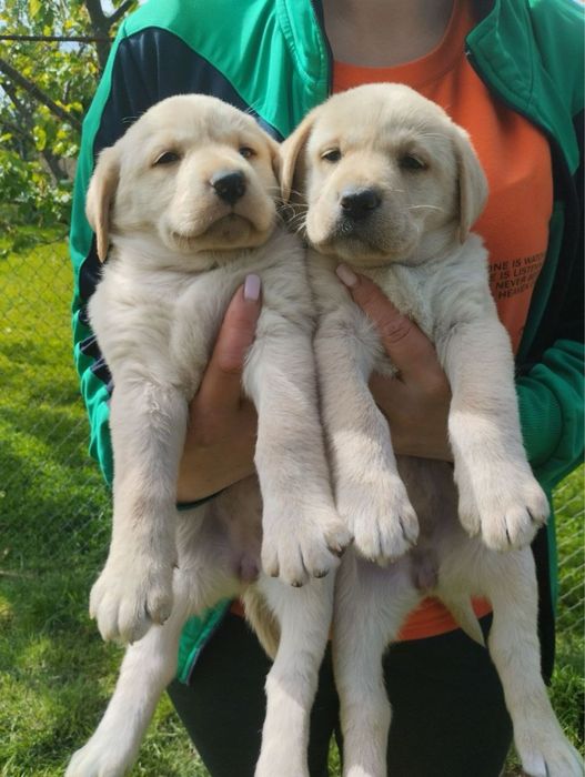 Шикарні цуценята Лабрадорів чекають на вас