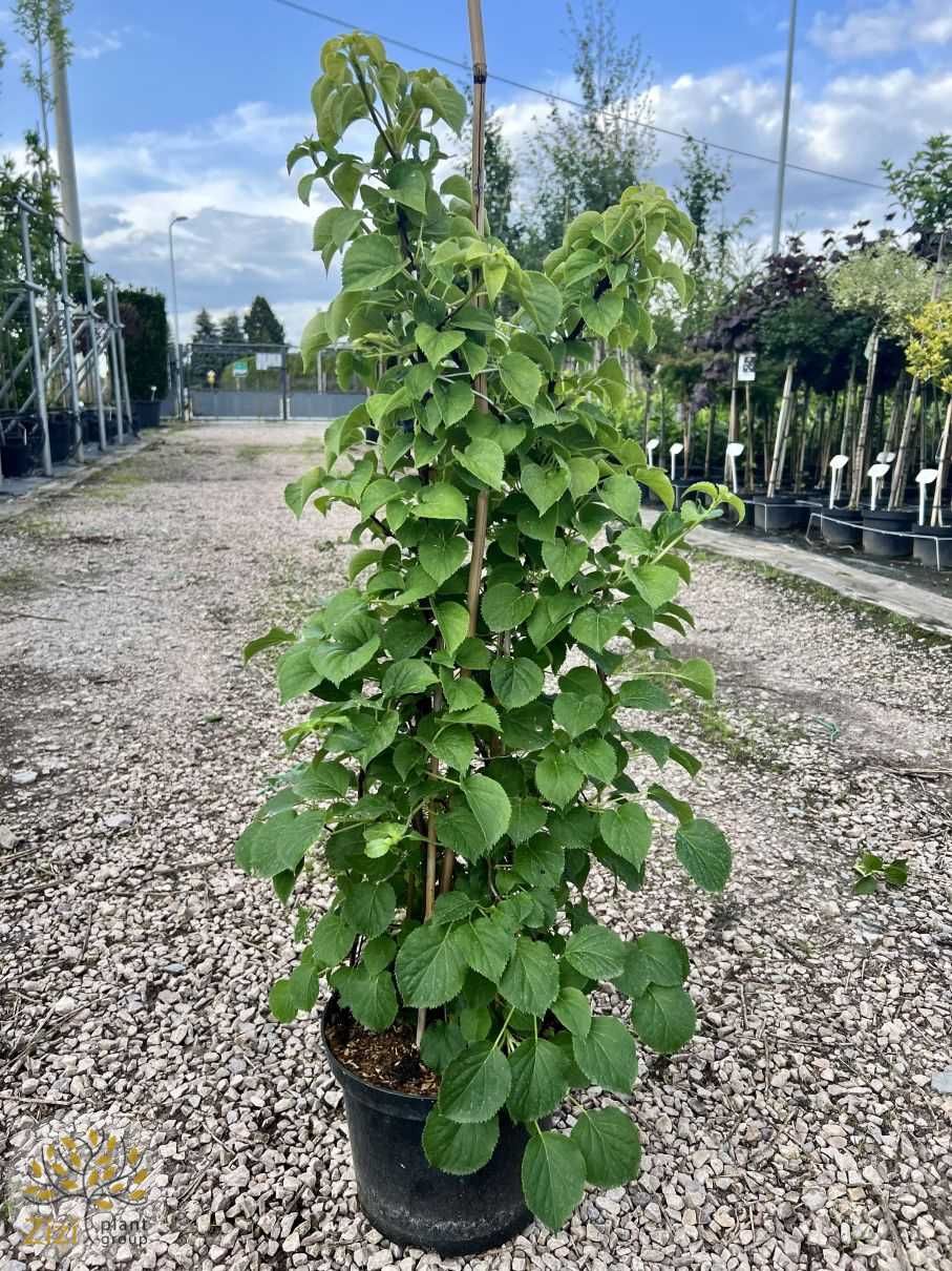Hortensja Pnąca / Hydrangea Petiolaris / Wys. 60-140cm / Pnącze