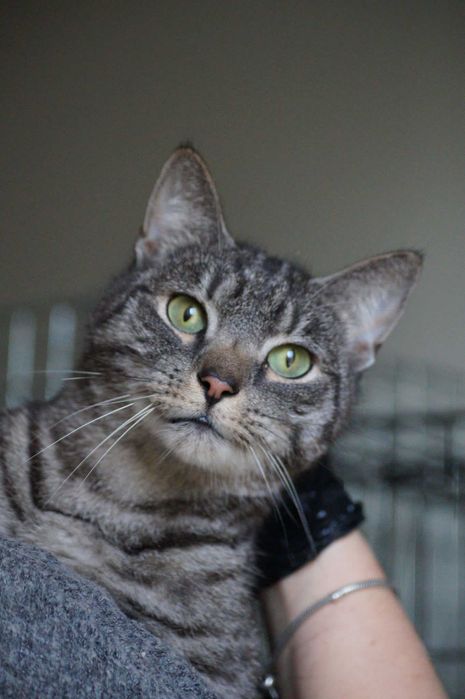 Kaszmir - wesoły i kontaktowy kot do adopcji