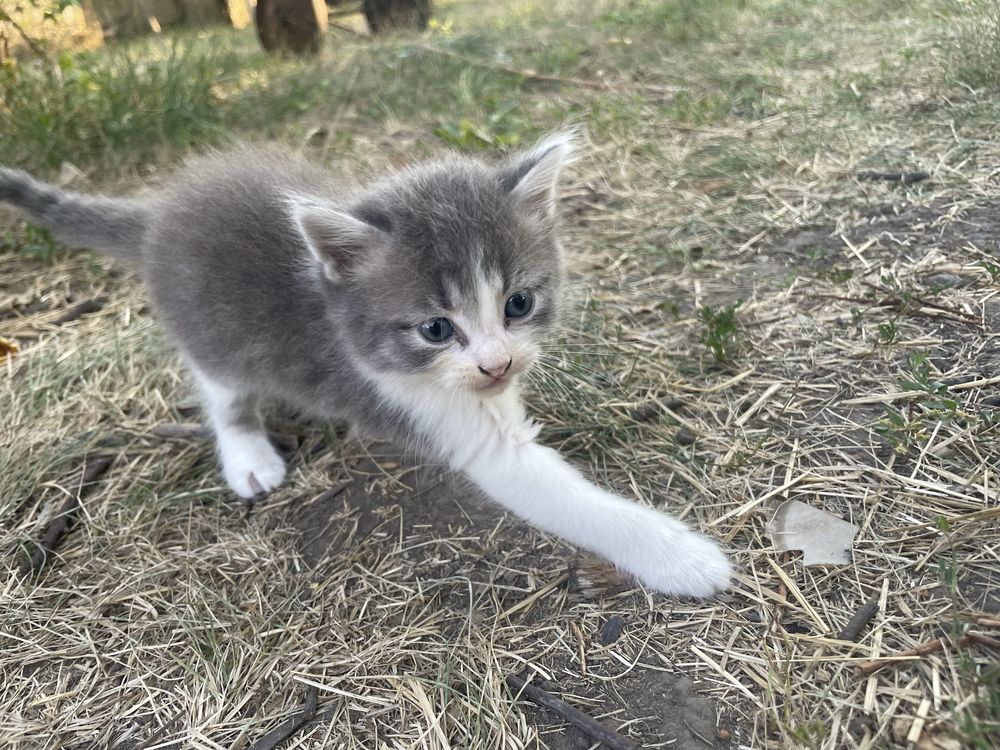 В добрі руки 3 котиків всі хлопці