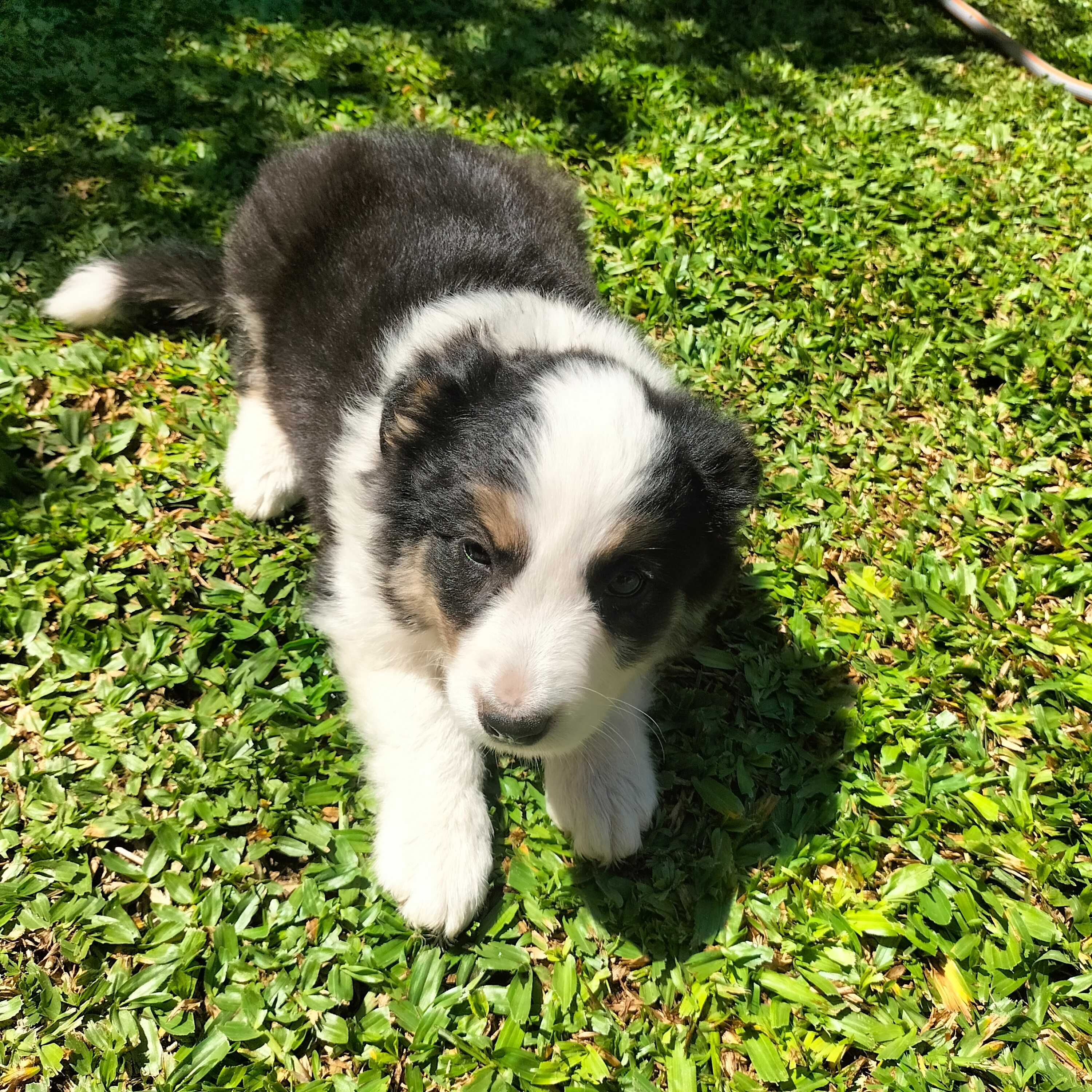 Border collie tricolor fêmea