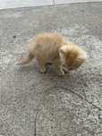 Gatinho bebé macho para adoção
