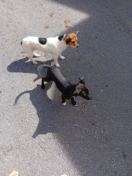 Adoçao cao muito meiguinho