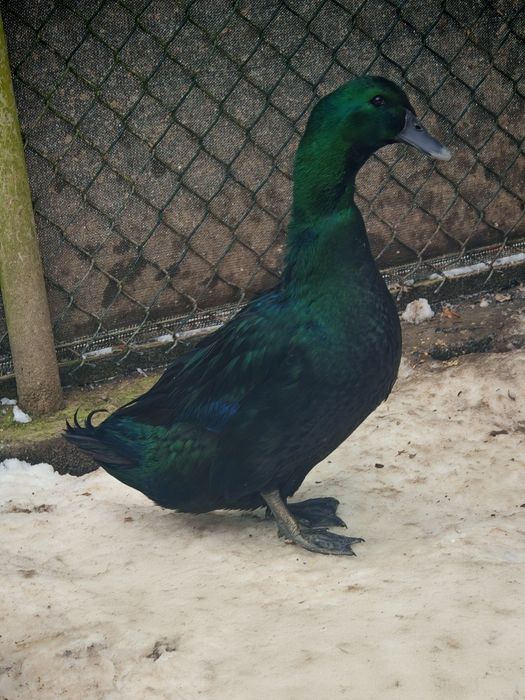 Kaczor kaczka cayuga kajuga kaczory