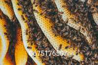 Бджоли,Бджолопакети,Бджоловідводки
