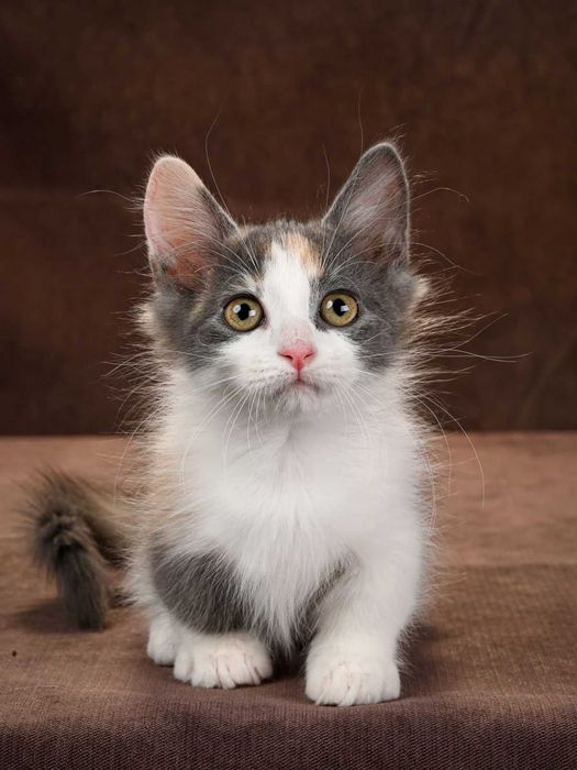 Манчкин девочки Ейфория и Еврика