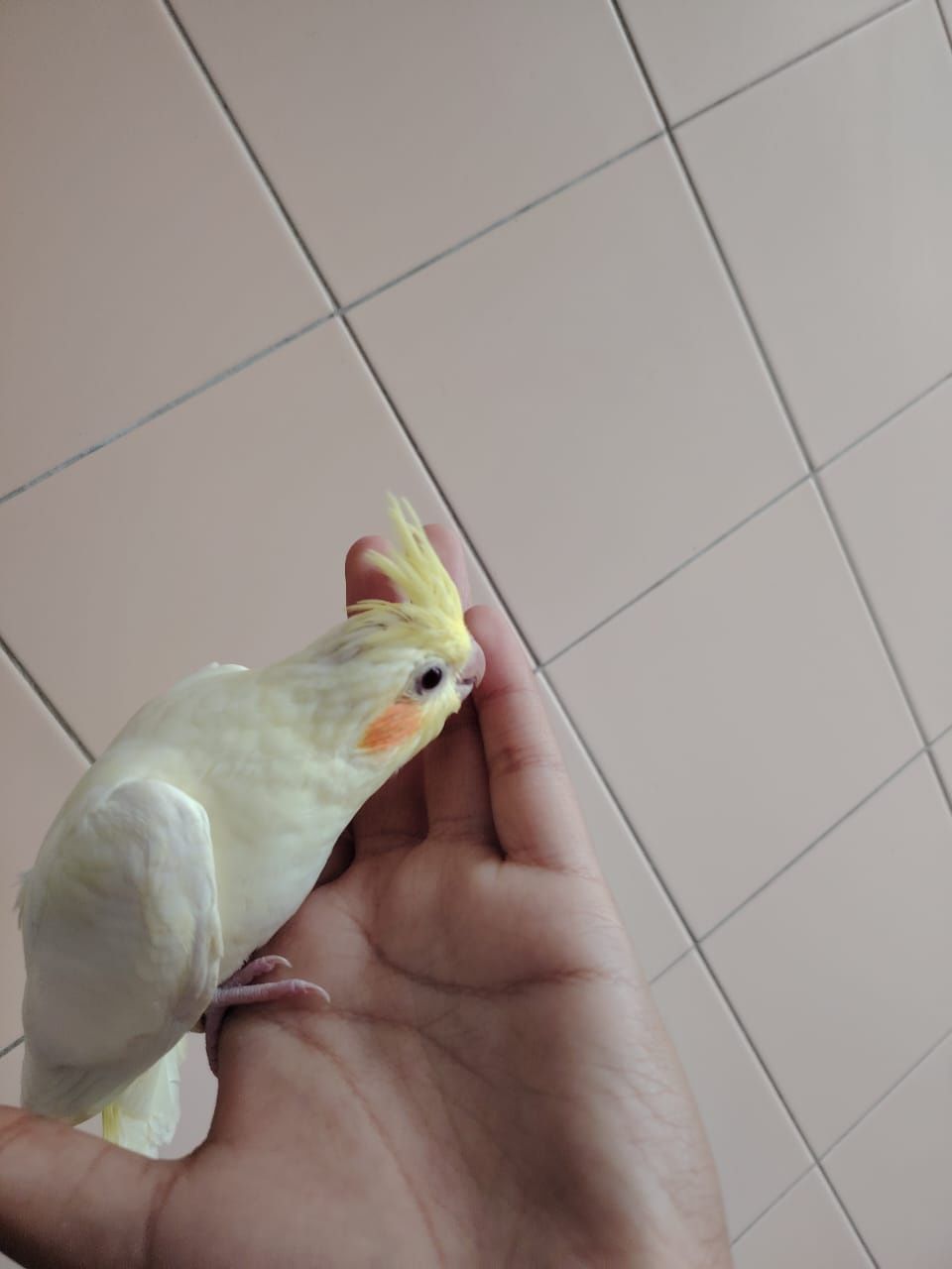 Cattura lutino criado a mão