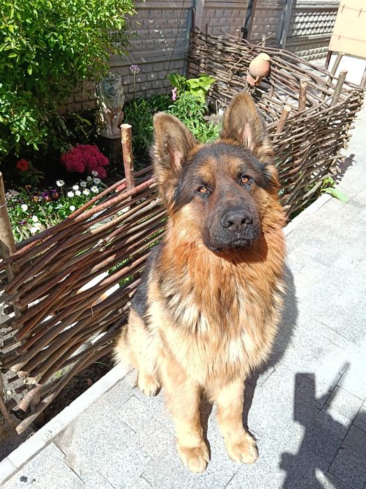 В'язка німецька вівчарка,кобель