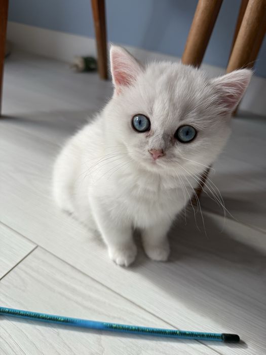 Kotka brytyjska point FPL