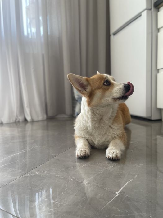 Дівчинка коргі шукає родину