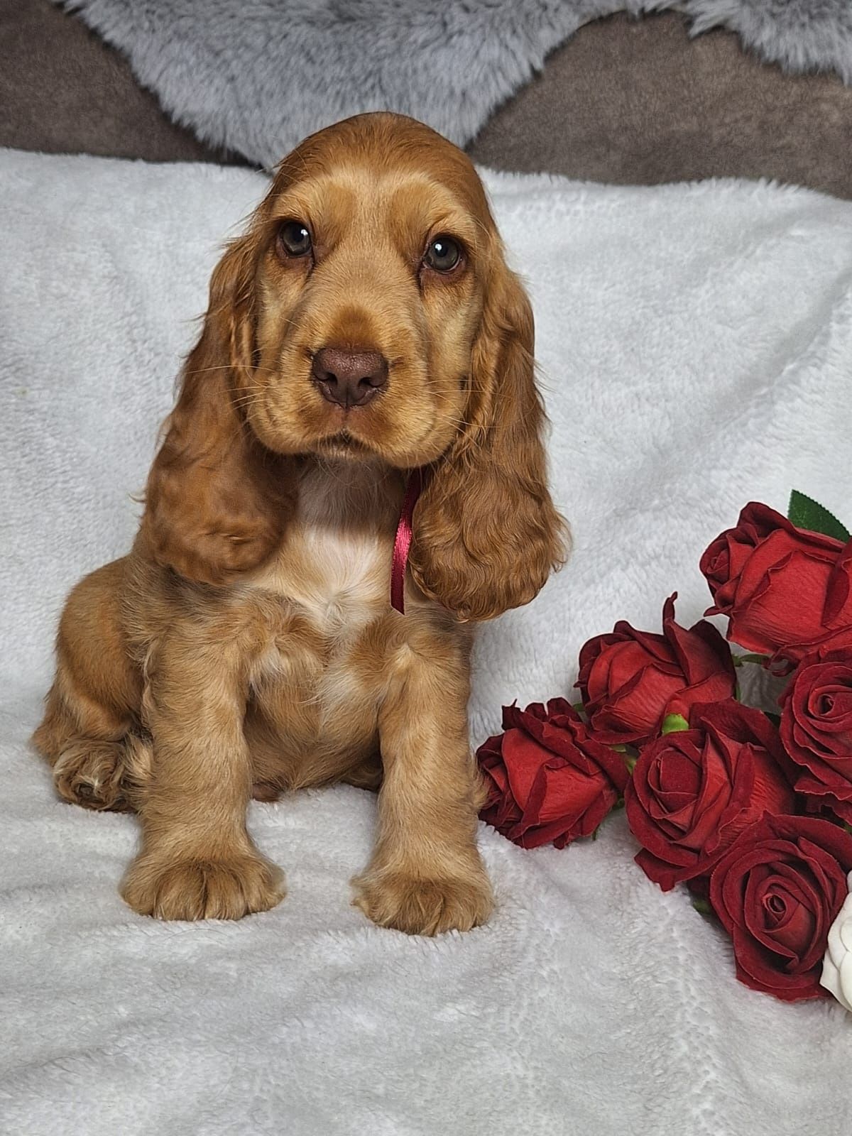Cocker spaniel angielski - piesek złoty z czekoladowym noskiem