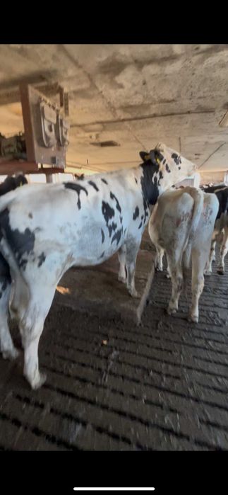 Jałówki cielne wysokocielne HF – 28 szt. wybór na miejscu w Niemczech