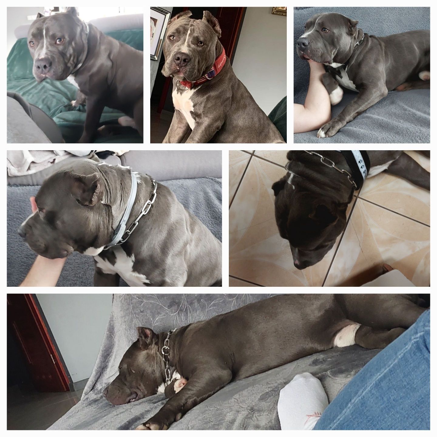 American Staffordshire Terrier Amstaff REPRODUKTOR