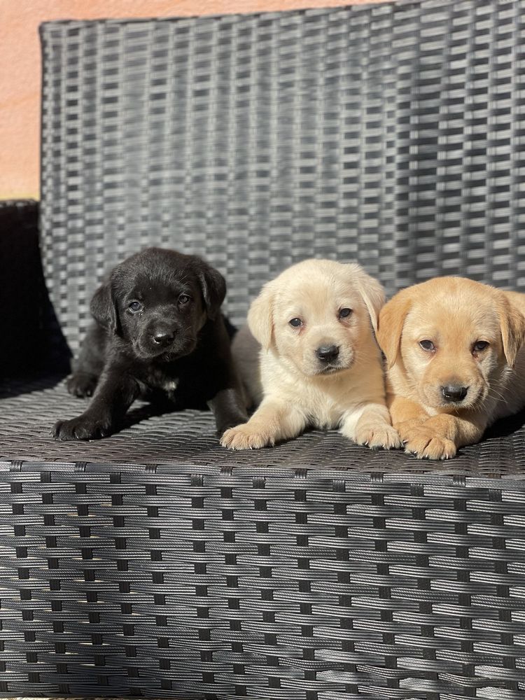 Szczeniak labrador retriver