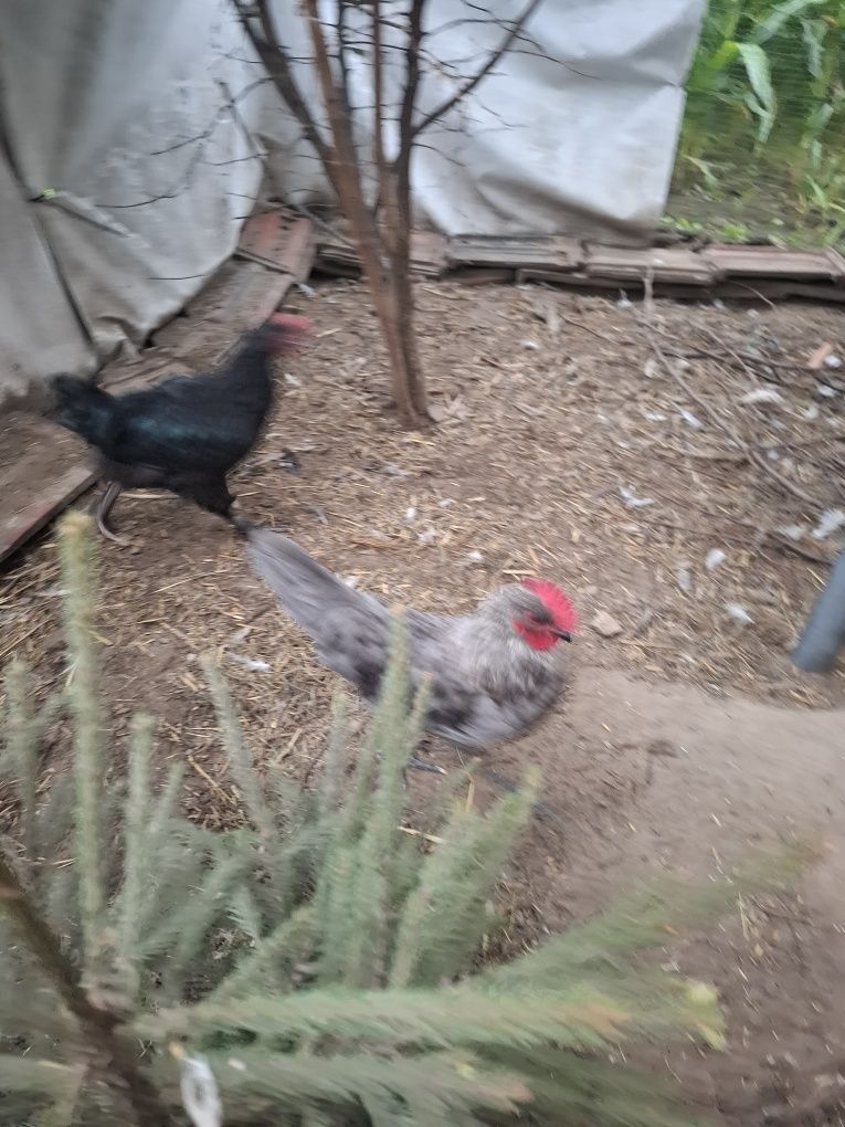 Koguty  marans, australorp, wyandotte, sandy