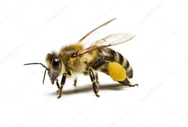 Sprzedam pszczoły z ulami,