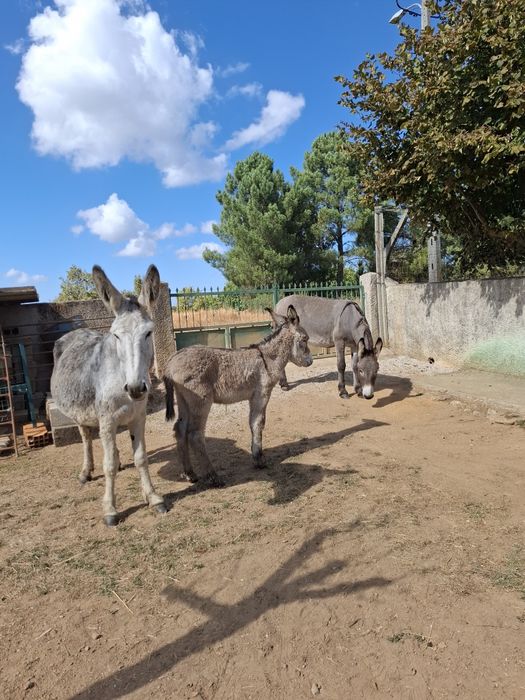 Burros para venda, animais muito bonitos
